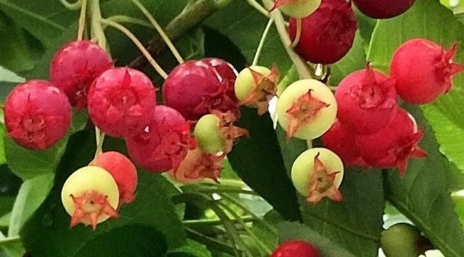 夏季休暇のお知らせ